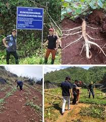 SÂM DÂY NGỌC LINH- HƯỚNG ĐI MỚI GIÚP NGƯỜI H’MÔNG Ở HÀ GIANG THOÁT NGHÈO
